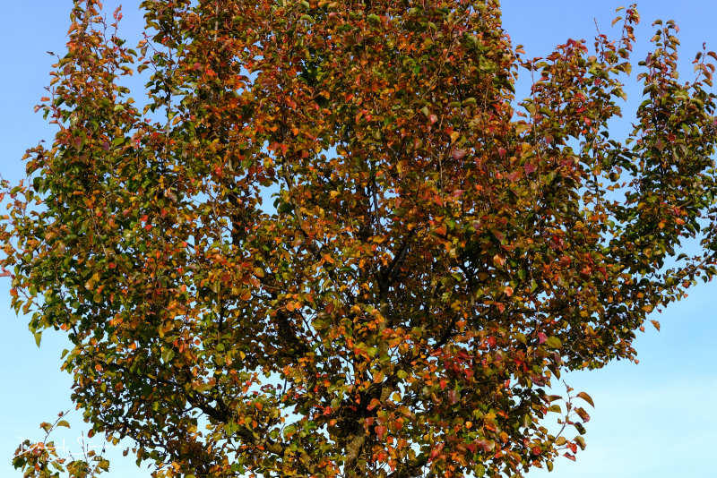 DSCF3653