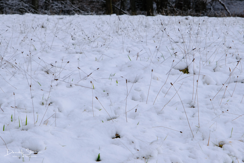 DSCF0561