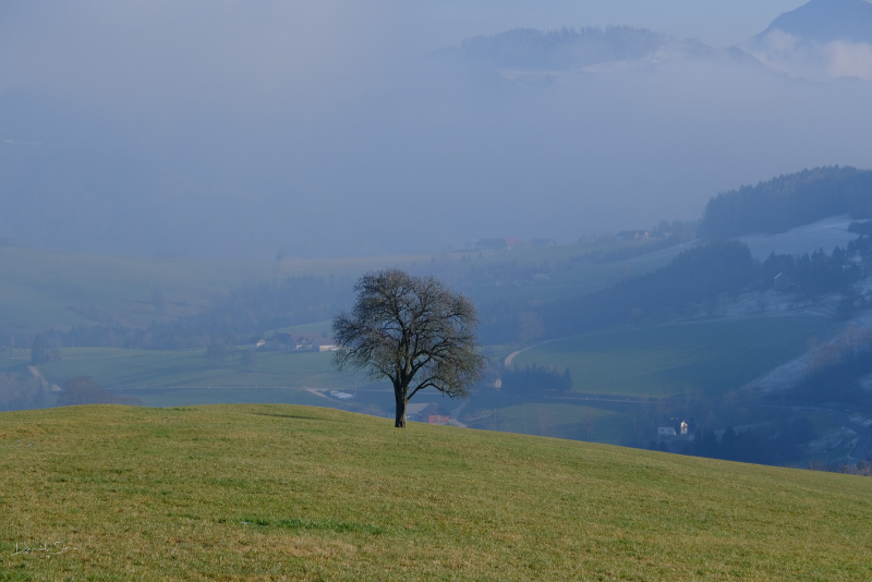 DSCF2526